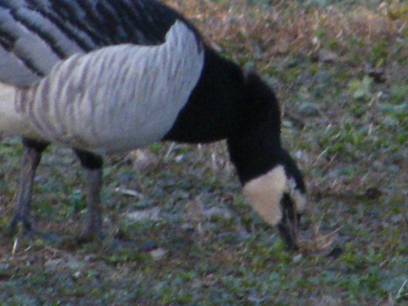 id uccelli